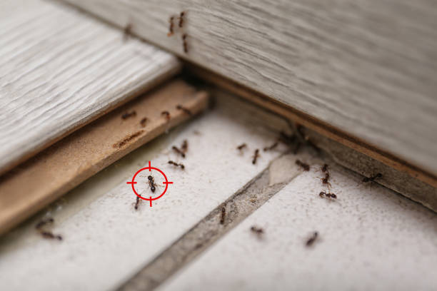 Best Wasp Removal Services  in Salem, NC