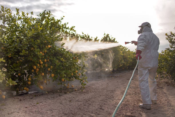 Best Insect Control  in Salem, NC