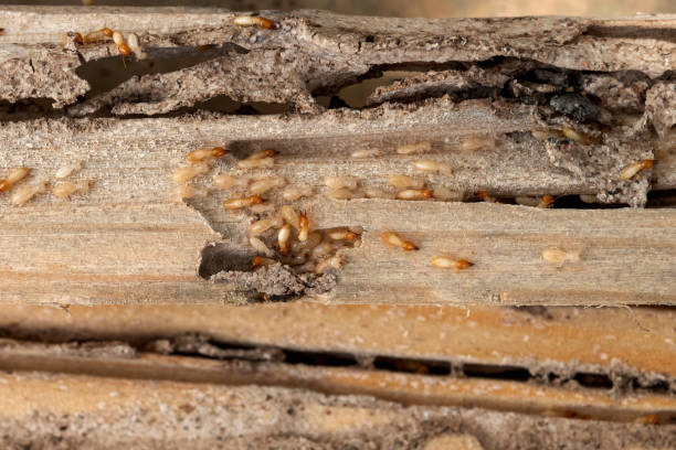 Best Termite Control Services  in Salem, NC